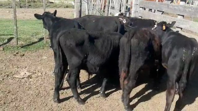 Lote 9 Terneros ANGUS Y CRUZA 110kg - , San José