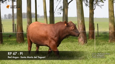 Lote (Vendido)Toros AA 2 AÑOS P.I., Tacuarembó