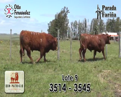 Lote TOROS LIMANGUS