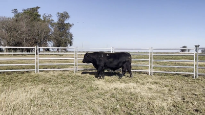 Lote TOROS BRANGUS, Cabaña "EL MATACO"