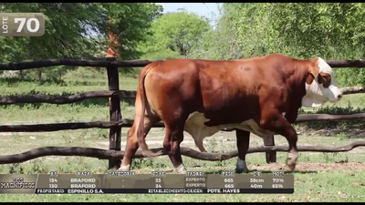 Lote LOTE 70