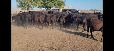 Lote 50 Terneros/as en Villaguay, Entre Ríos