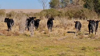 Lote Lote 7