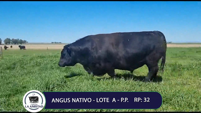 Lote TOROS PURO PEDIGREE