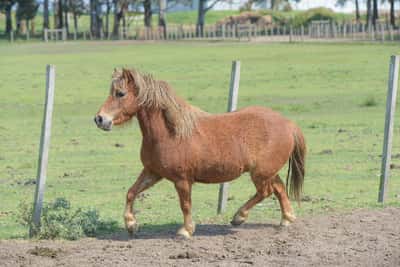 Lote Vinicius