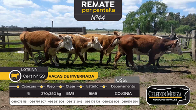 Lote 5 Vaca en Tarariras, Colonia