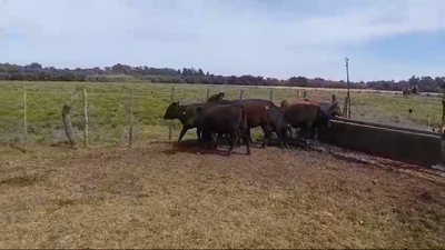 Lote TERNERAS