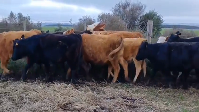 Lote (Vendido)12 Vaquillonas 1 a 2 años Cruzas 280kg -  en Piedra Chata