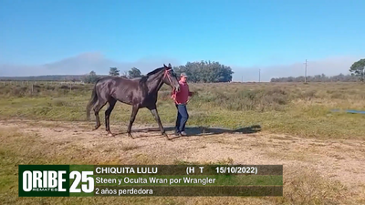 Lote Lote 25