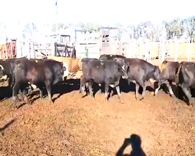 Lote 45 Terneros en Rosales, Córdoba