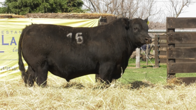 Lote TOROS ANGUS PURO CONTROLADO