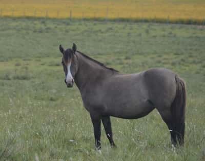 Lote Guapa Don Miguel
