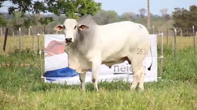 Lote LOTE 53