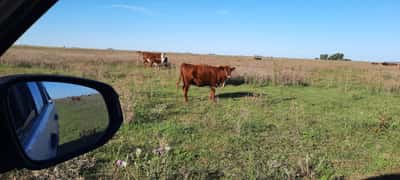 Lote 70 Terneros/as en Gral. Lamadrid, Buenos Aires