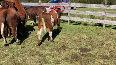 Lote 9 Ternero en Cisnes, XI Región Aysén