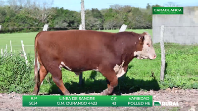 Lote TOROS POLLED HEREFORD