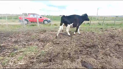 Lote 2 Vacas de Invernada Holando en Libertad
