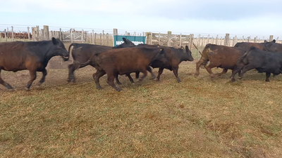 Lote 68 Novillitos en Tres Arroyos