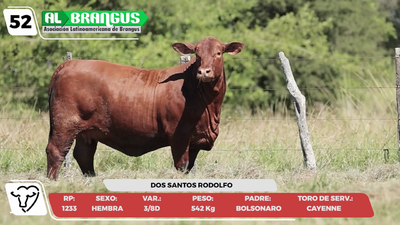 Lote LOTE 52 -CAMPO