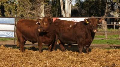 Lote TOROS PP