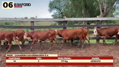 Lote LOTE 6