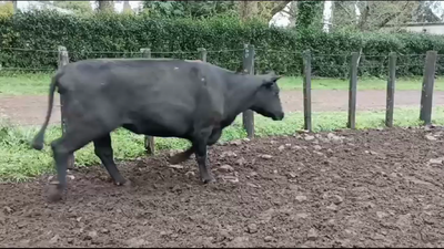 Lote VAQUILLONAS Y VACAS PREÑADAS