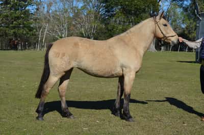 Lote Malandra del Paso