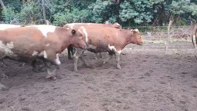 Lote 20 Novillo Gordo en Cabrero, VIII Región Biobío