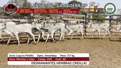 Lote Insp 100