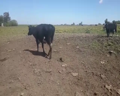 Lote 2 Vacas de Invernada en Asociación Rural de San José