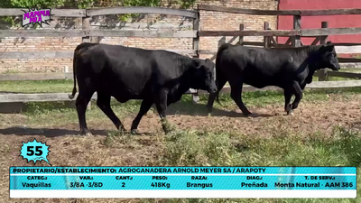 Lote LOTE 55- EN VIVO