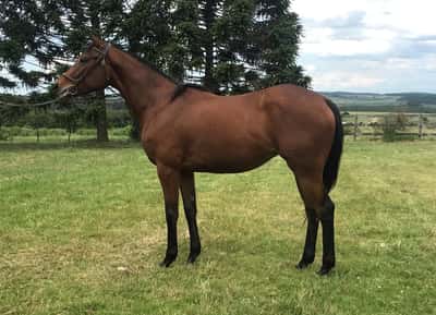 Lote FULL DISCRETION