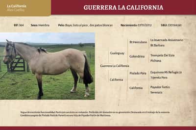 Lote Guerrera La California (RP 364) - Cabaña La California