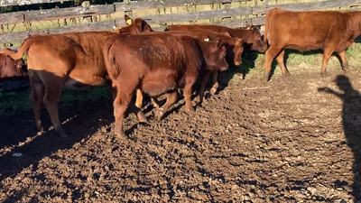 Lote 12 Ternera en Cisnes, XI Región Aysén