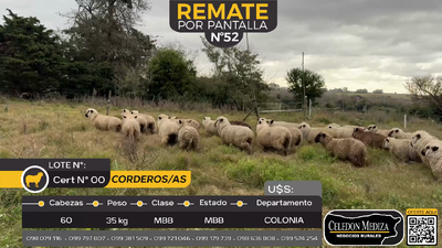 Lote 60 Corderos/as en Estanzuela, Colonia