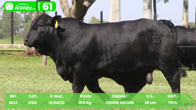 Lote LOTE 61