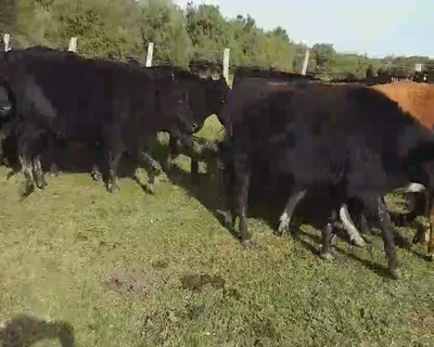 Lote 27 Vacas usadas preñadas en Entre Ríos, Villaguay