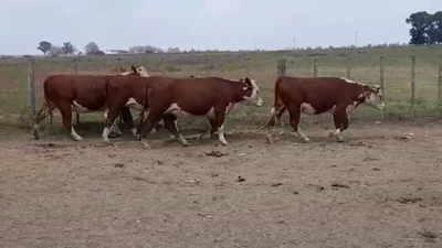 Lote VAQUILLONAS PI