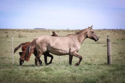 Lote Cruzada El Punt