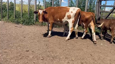 Lote 6 Piezas de cría Cruzas 350kg -  en Canelones