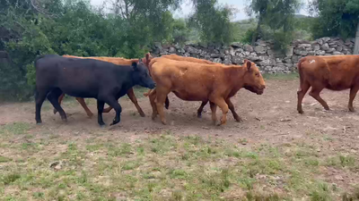 Lote Cabaña El Nano