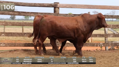 Lote LOTE 106