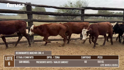 Lote LOTE 6