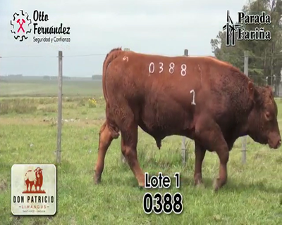 Lote TORO LIMANGUS