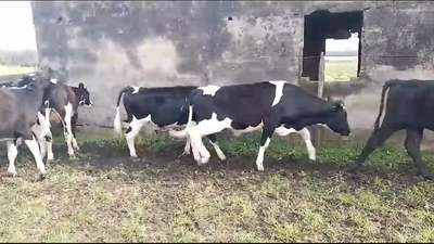 Lote 10 Novillos Holando en Tala de Corrales