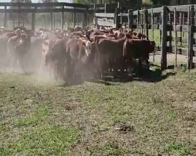 Lote 90 Terneros/as en Lomas de Vallejos, Corrientes