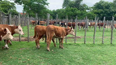 Lote 8 Terneros