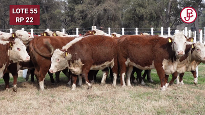 Lote VAQUILLONA PR PREÑADA PARICIÓN PRIMAVERA