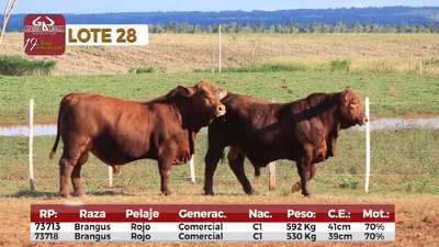 Lote Reproductores de Alborada - Lote 28