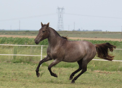 Lote Verbena Don Miguel